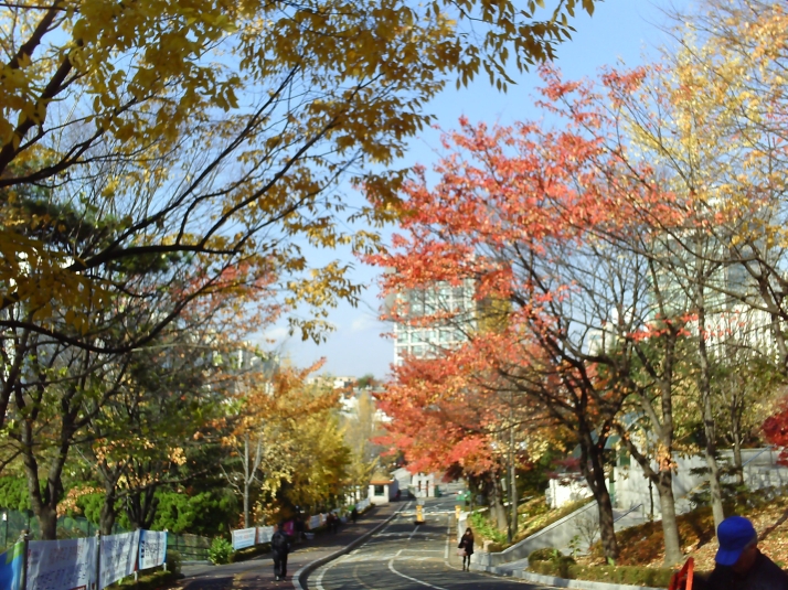 Colorful fall tree leaves near Sogang's front gate